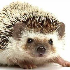 Hedgehog