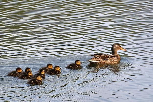 ducks-water_688593-93.jpg.31582e73671bbb1a74ccd4fe4756bee0.jpg