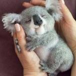 Little_Gizmo