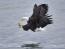 Seeadler