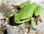Laubfrosch